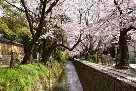 Cherry blossom path conversation